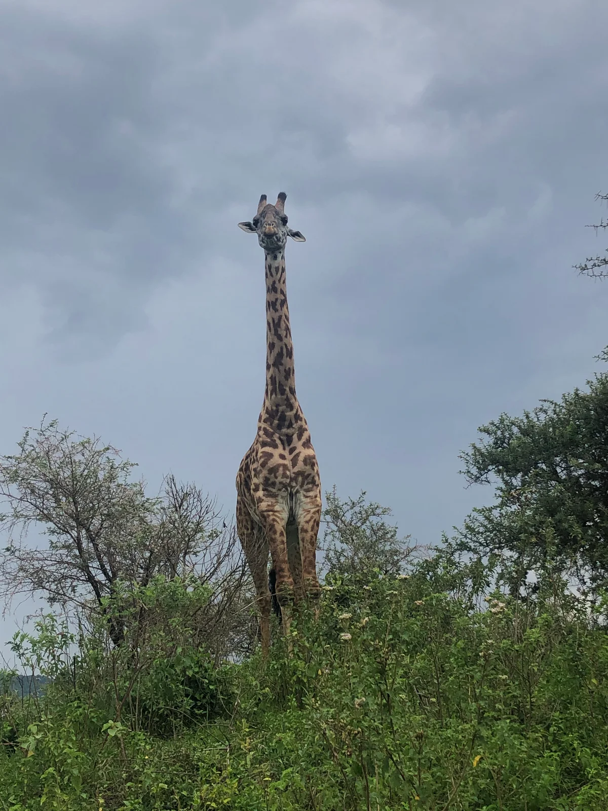 Tanzania, photo 4