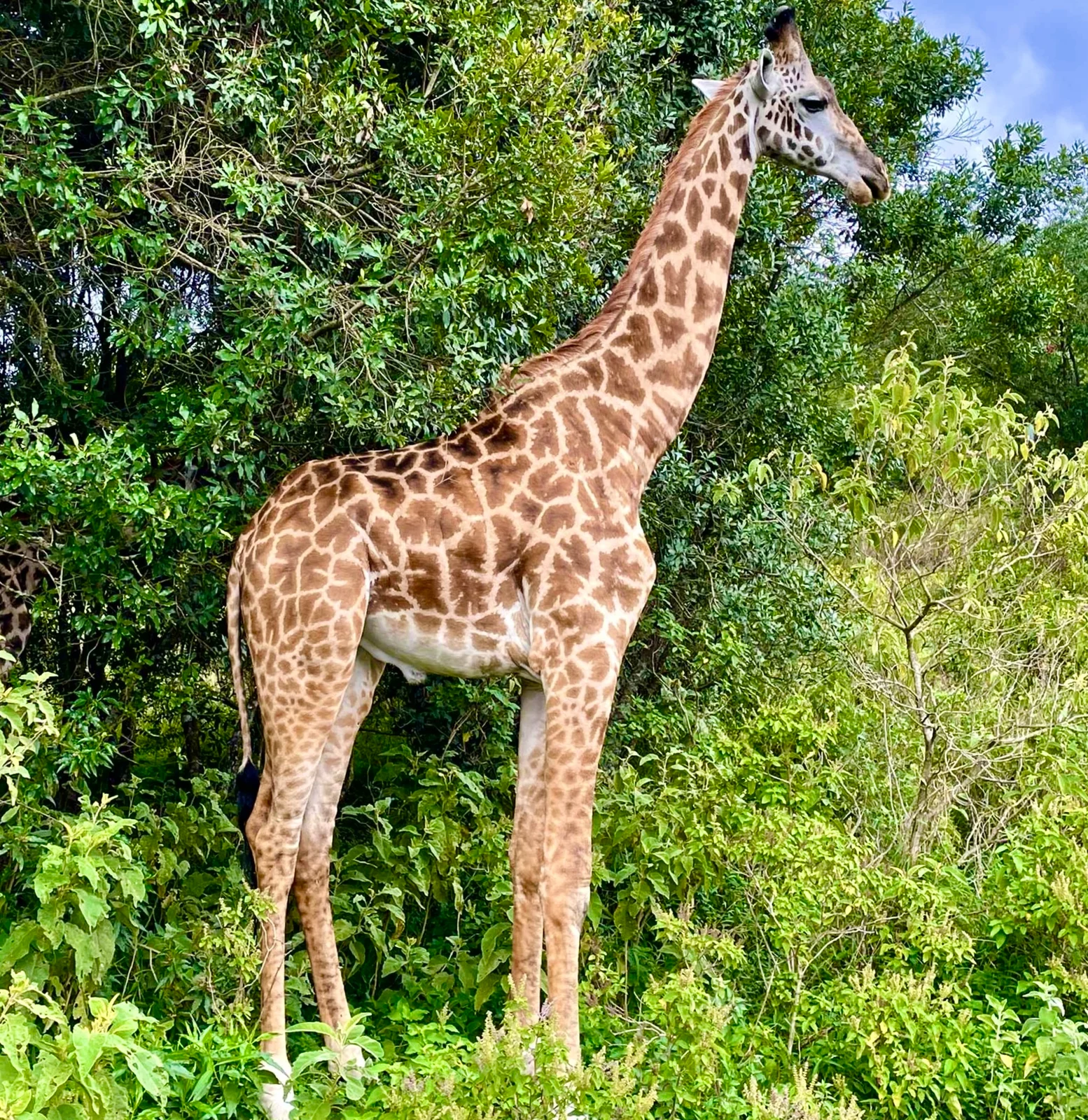 Tanzania