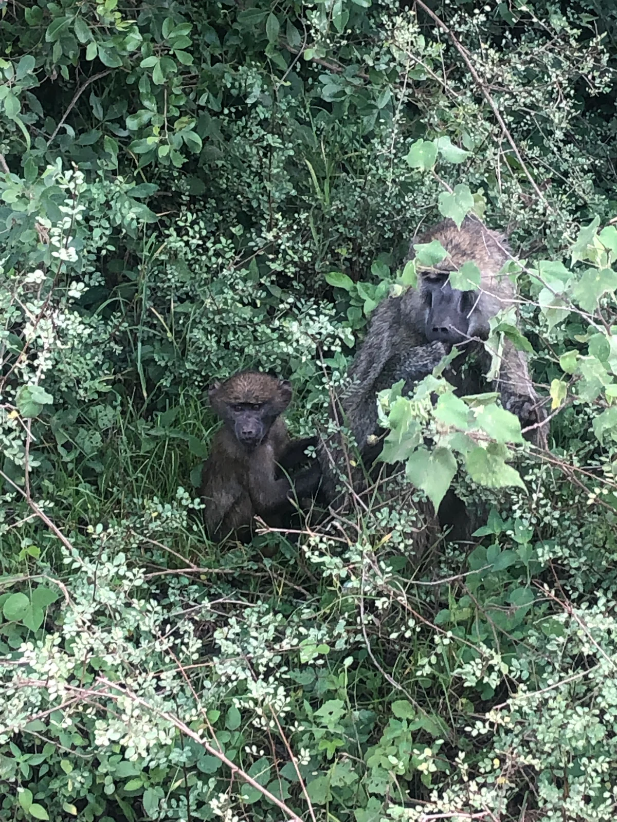 Tanzania, photo 5